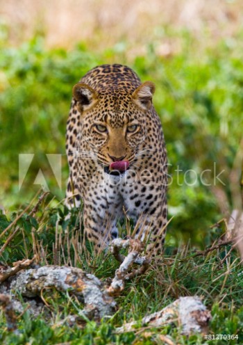 Picture of Leopard is coming to you Tanzania Serengeti